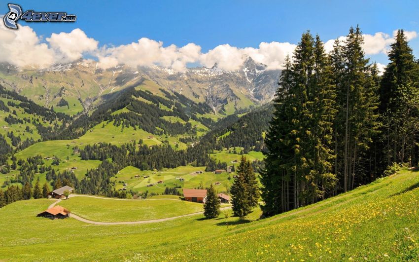 Alps, valley, meadow, coniferous forest