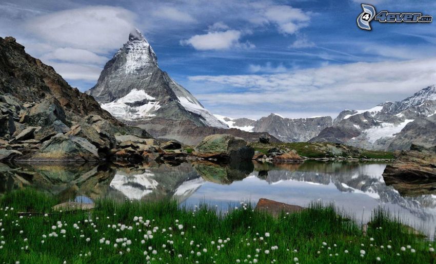Matterhorn, mountain lake, rocky mountains, snowy mountains, flowering dandelions, grass