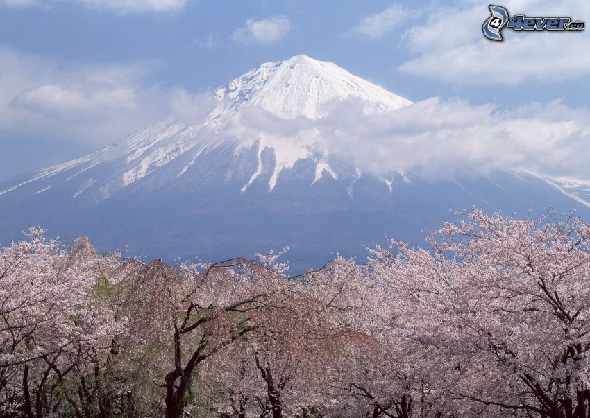 mount Fuji, blooming trees, clouds