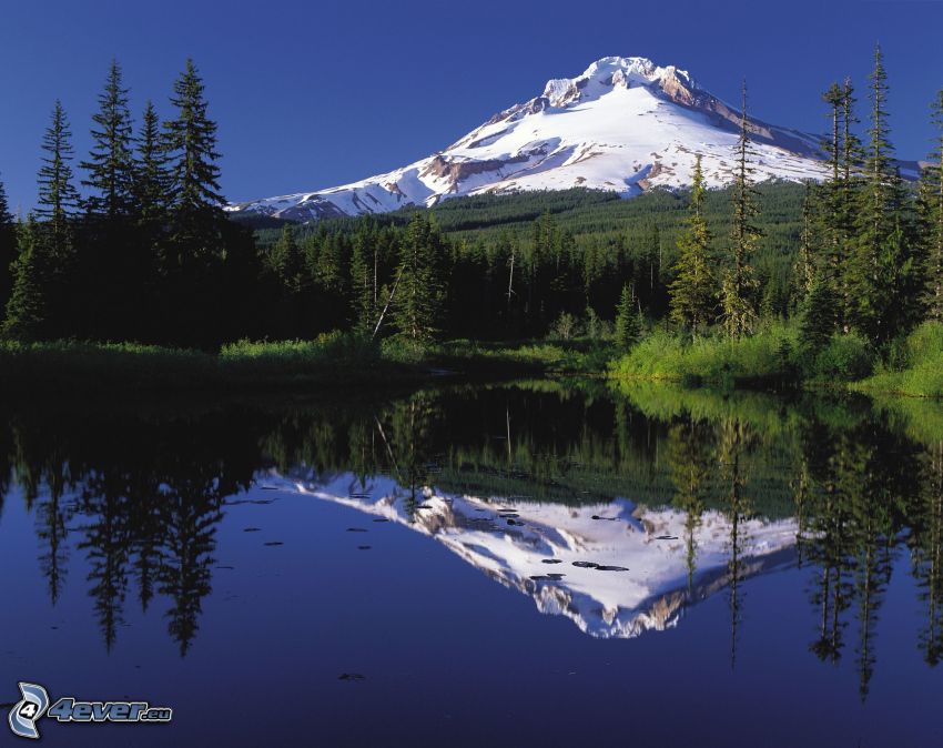 Mount Hood, snowy hill, forest, lake, reflection