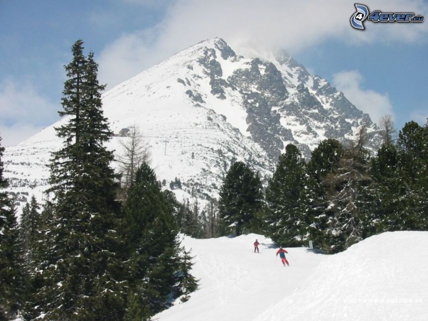 mountains, forest, ski, snow, skiers