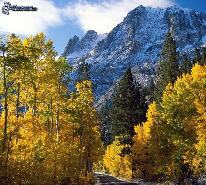 road through forest, high mountains, yellow trees