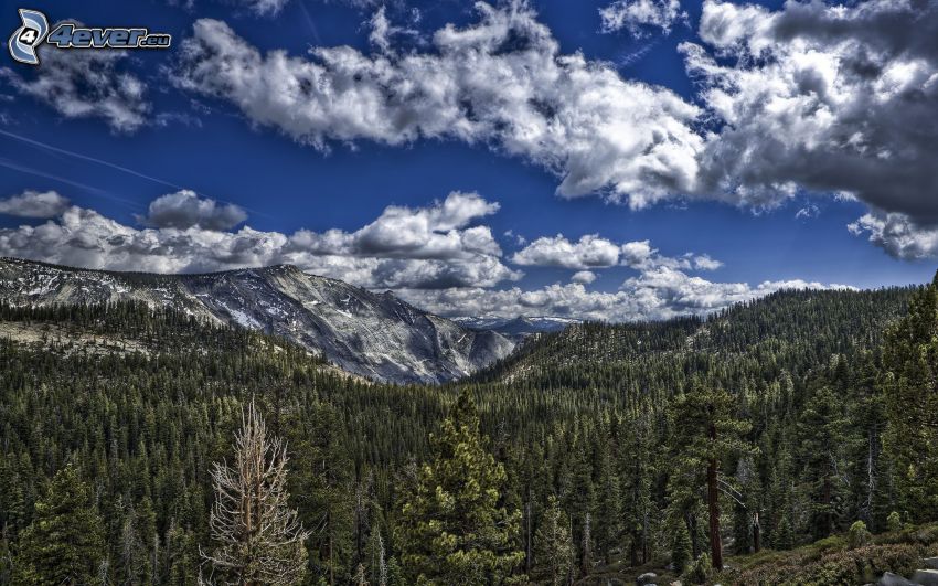 rocky mountains, coniferous forest, HDR