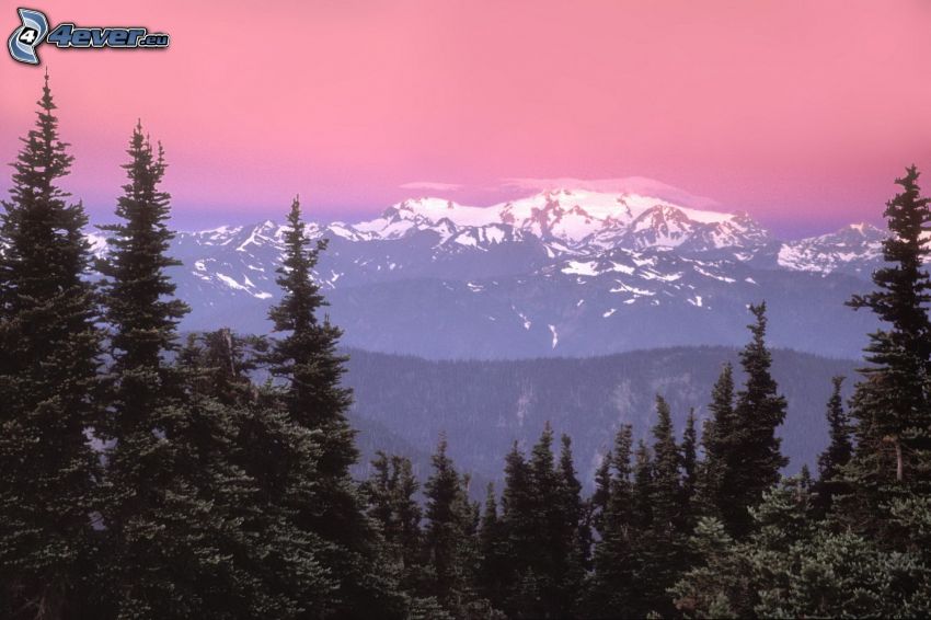 snowy mountains, coniferous forest, pink sky