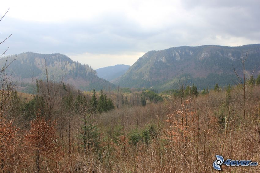 Stožky, mountains, coniferous forest, Malá Stožka, Veľká stožka, valley