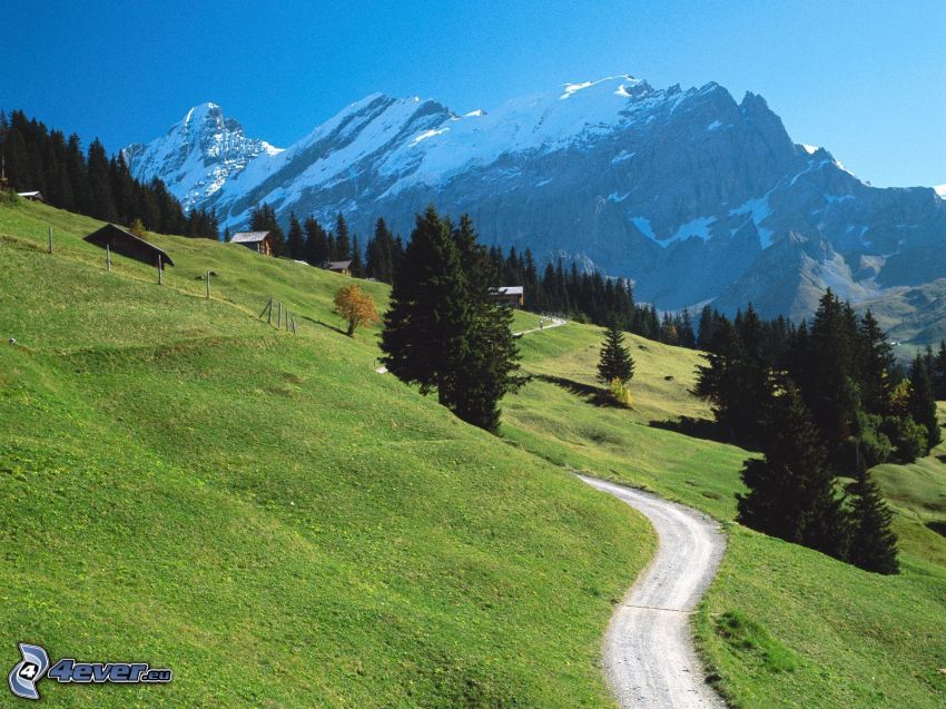 Swiss Alps, mountains, road, grass, coniferous trees
