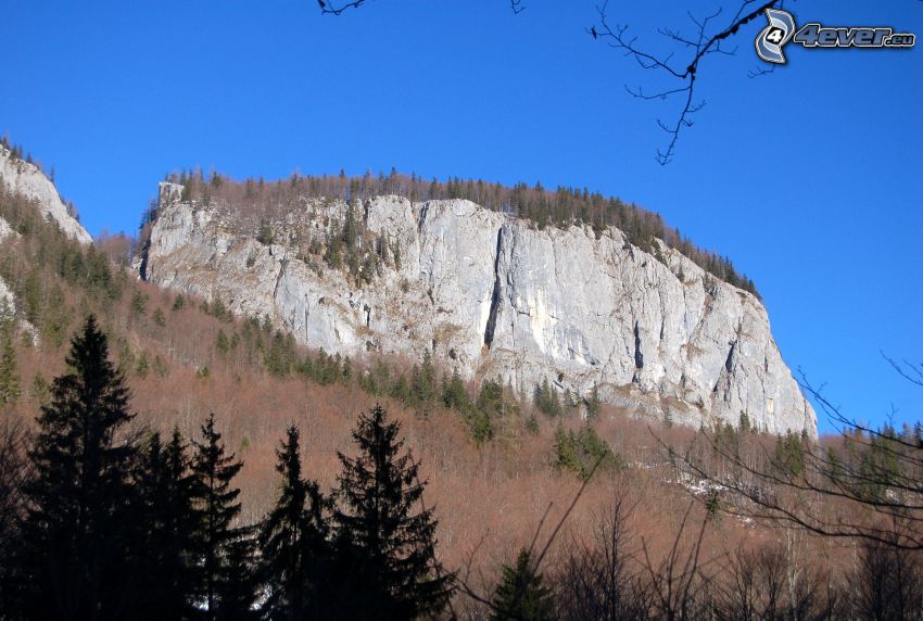 Totes Gebirge, rocks, cliff, dry trees