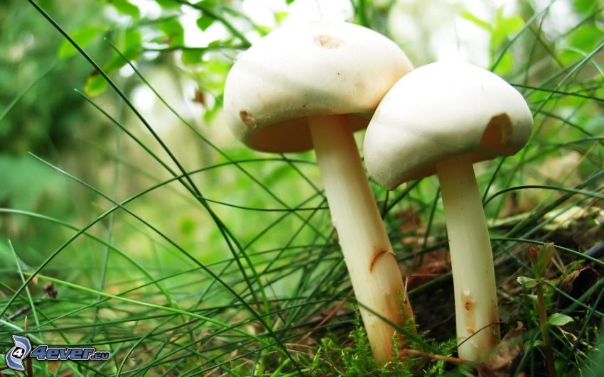 mushrooms, tree needles