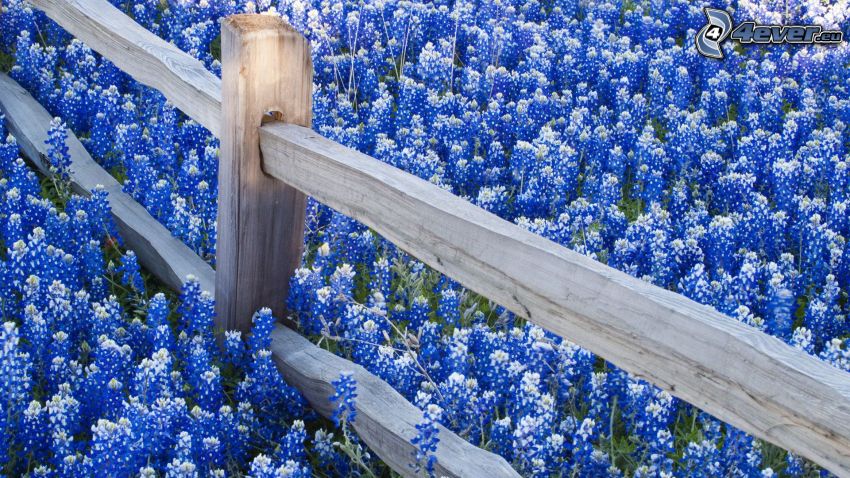 palings, blue flowers