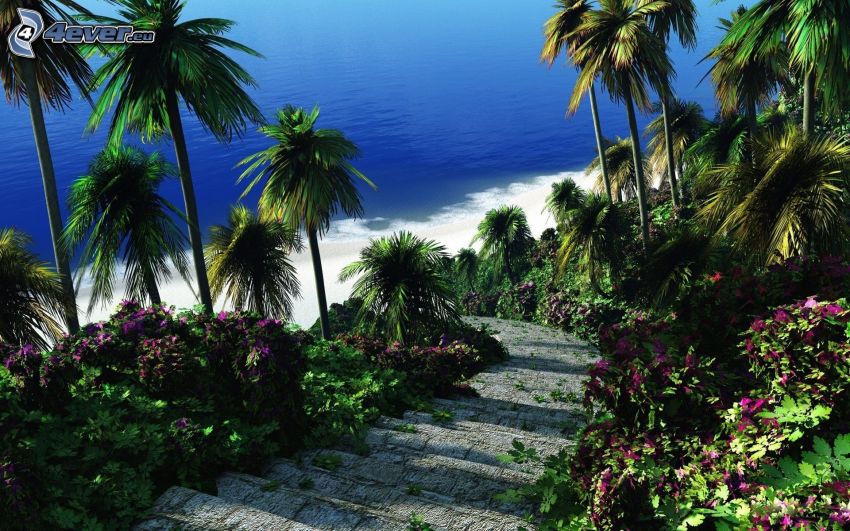 palm trees, coast, tropical sea