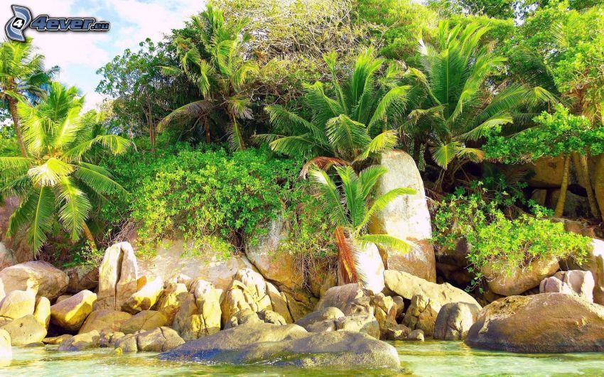 palm trees, greenery, rocks, water