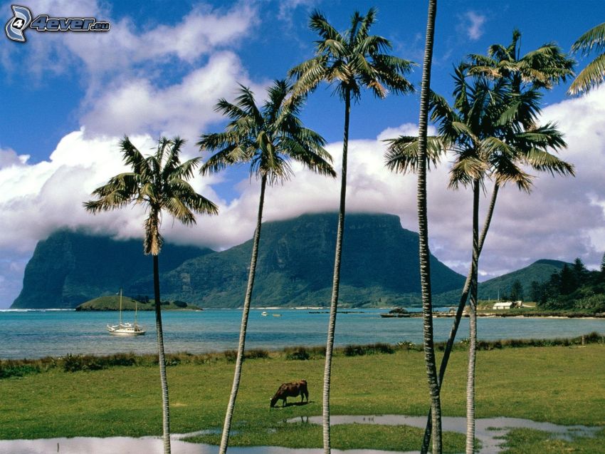 palm trees, mountain, clouds, sea