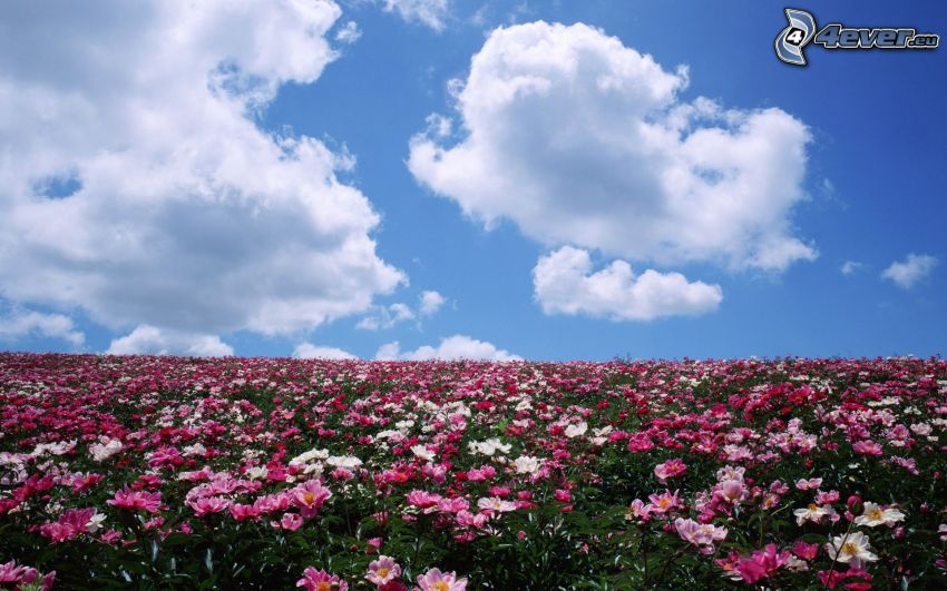 pink flowers, clouds