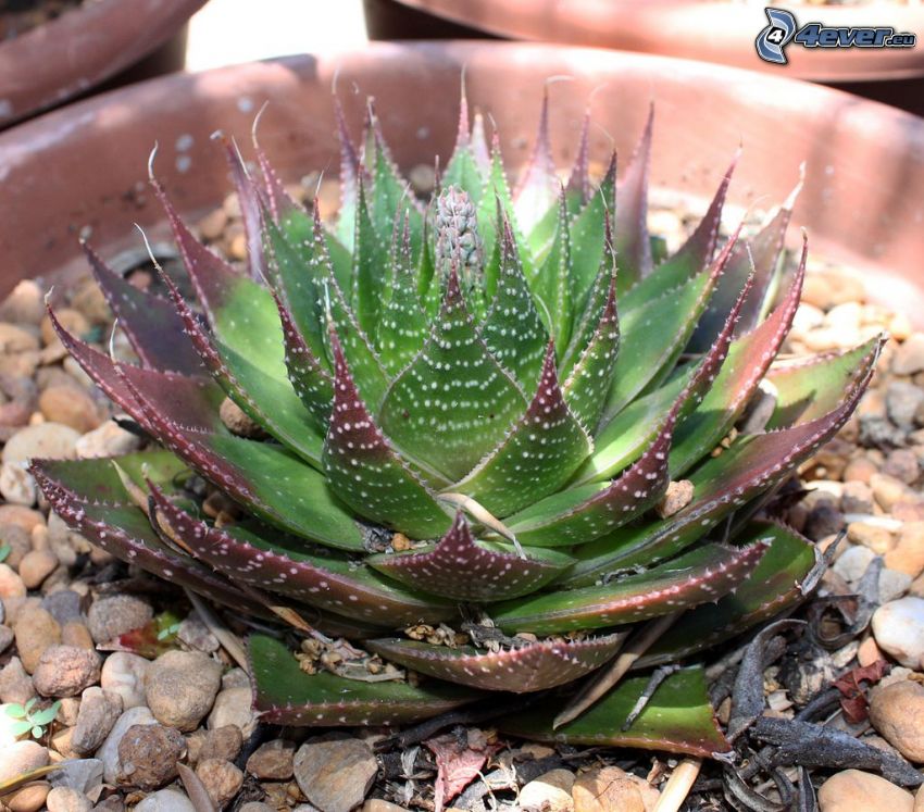 Aloe aristata, flower-pot, gravel