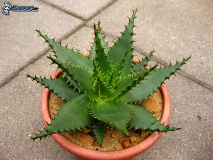 Aloe aristata, flower-pot
