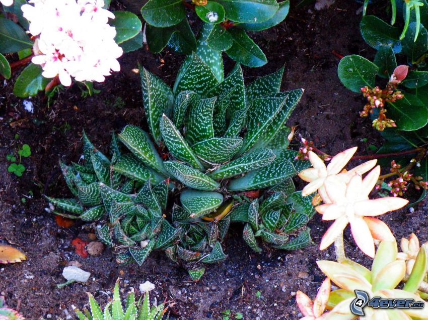 Aloe aristata, flowers