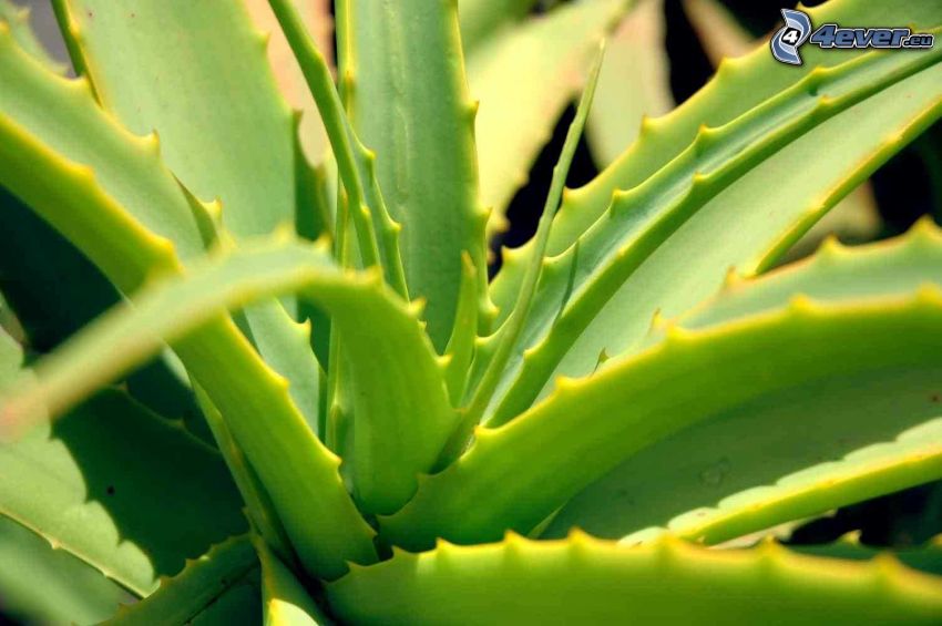 Aloe Vera, green leaves