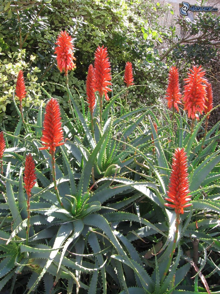 Aloe Vera, red flowers