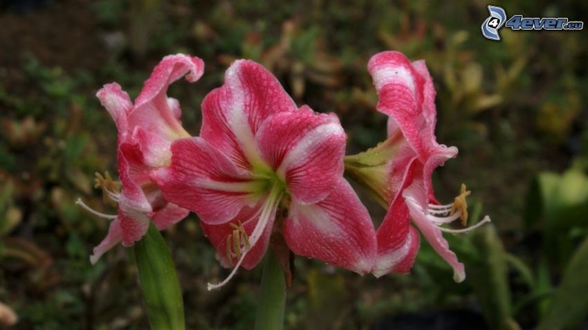 Amaryllis, pink flowers