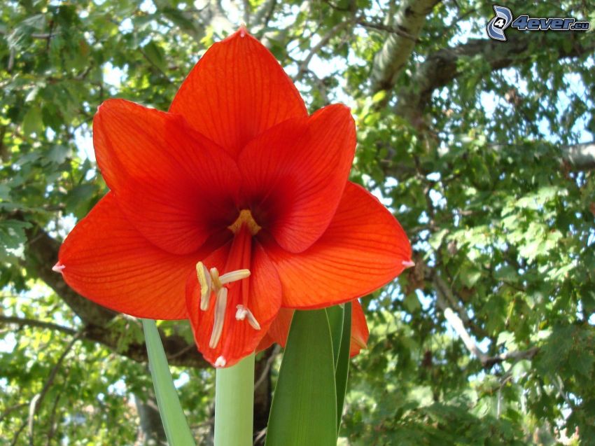 Amaryllis, red flower