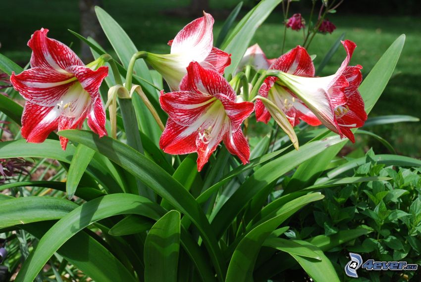 Amaryllis, red flowers, green leaves