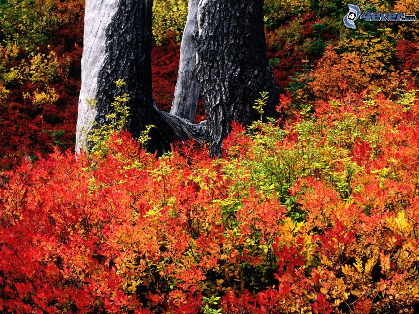 autumn, bushes, colorful leaves, logs