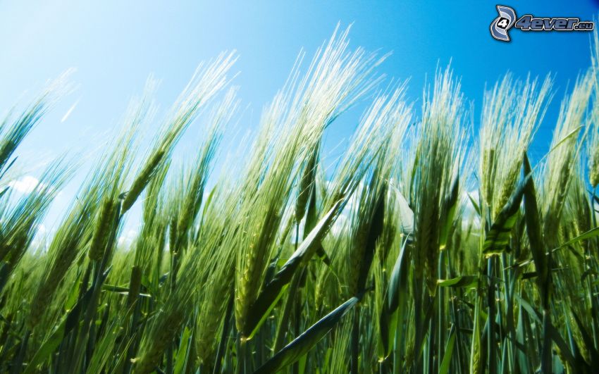 barley, field