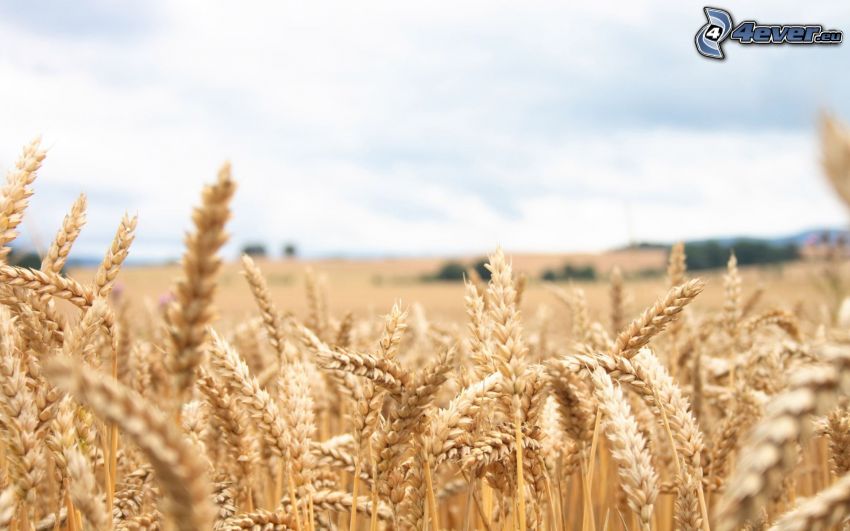 barley, field
