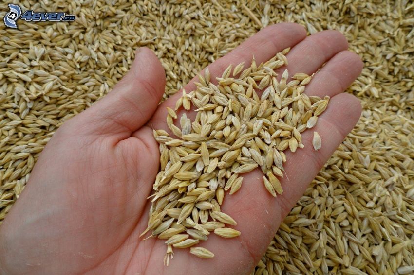 barley, hand