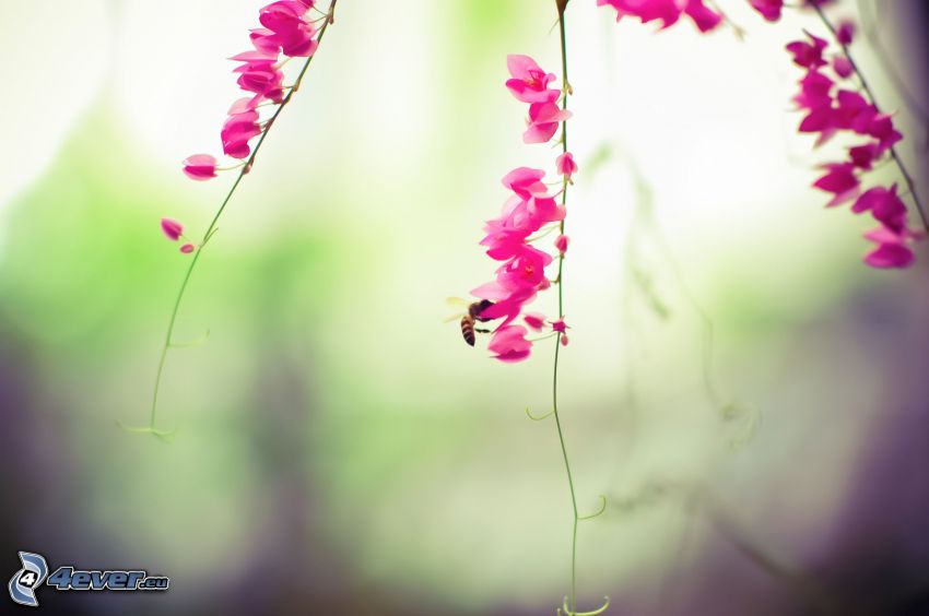 bee on flower, pink flowers