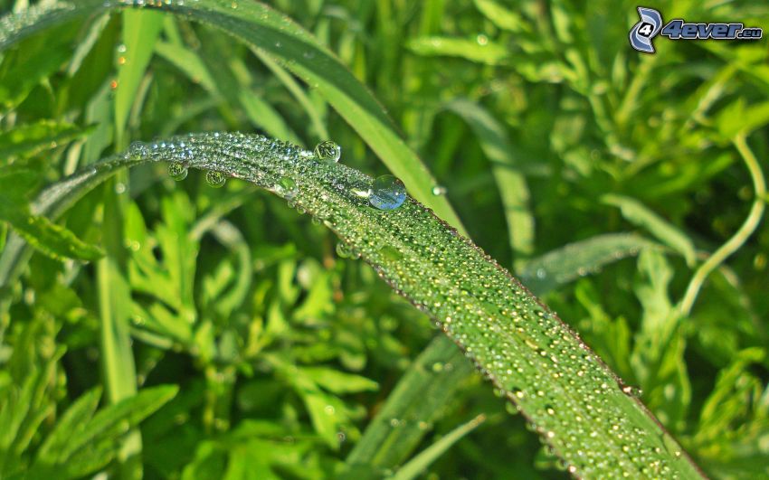 blade of grass, dewdrops