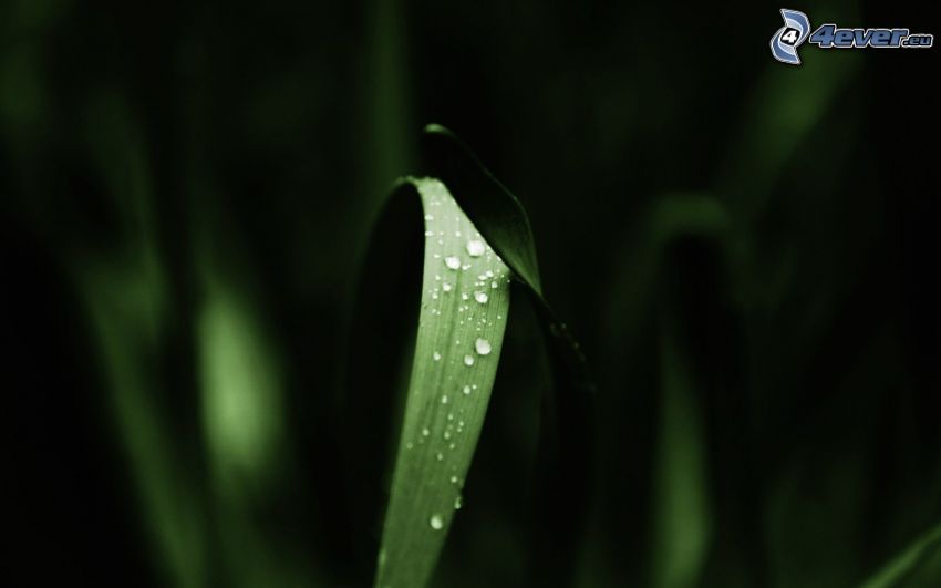 blade of grass, drops of water