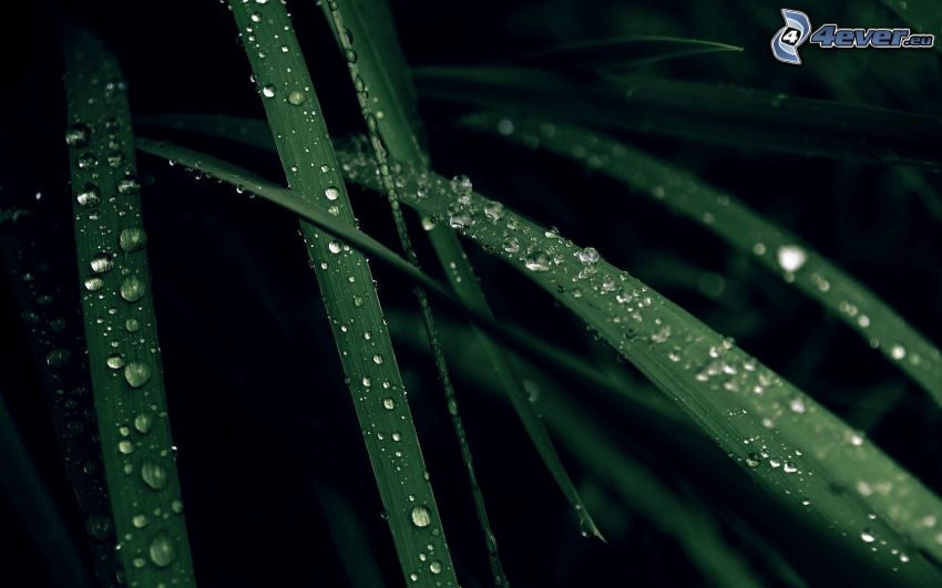 blades of grass, drops of rain