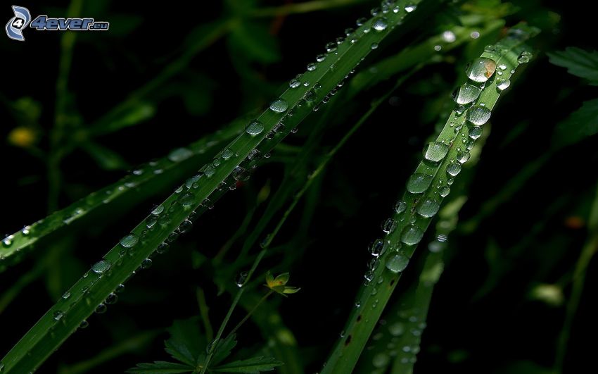 blades of grass, drops of rain