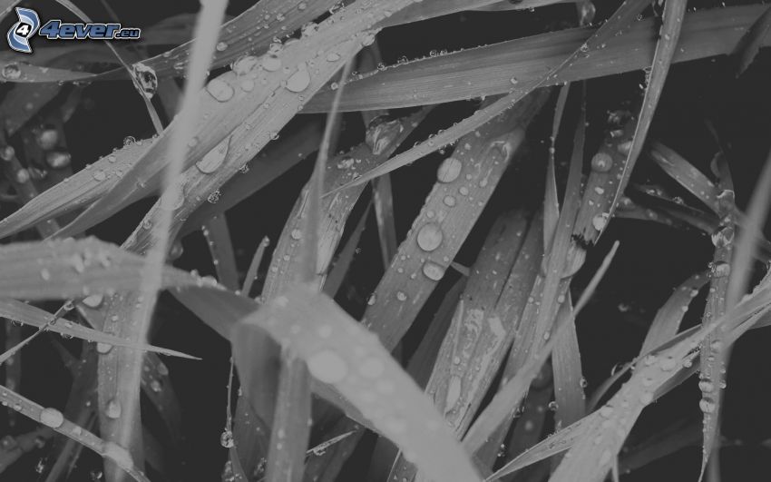 blades of grass, drops of water, black and white