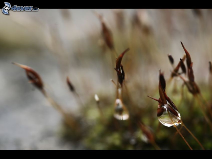 blades of grass, drops of water