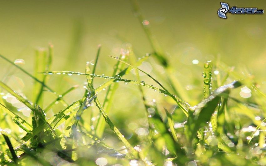 blades of grass, drops of water