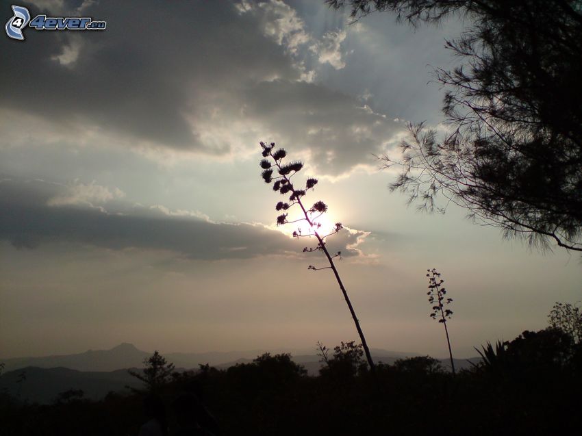 blades of grass, sun behind the clouds