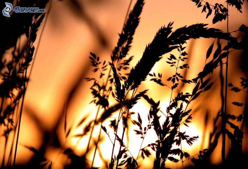 blades of grass at sunset, silhouette