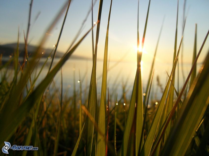 blades of grass at sunset
