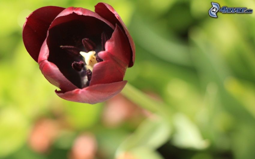 blood-red tulip