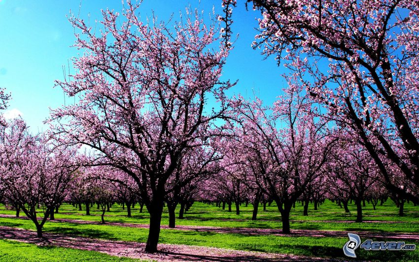 blooming trees, orchard, purple flowers