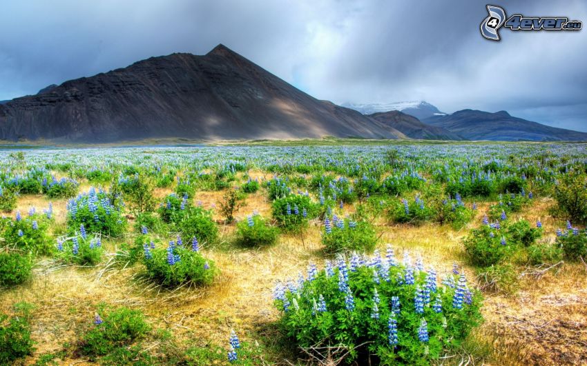 blue flowers, hills