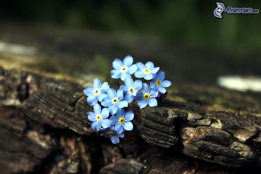 blue flowers, wood