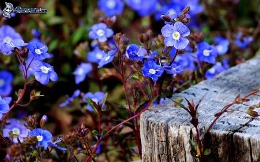 blue flowers, wood