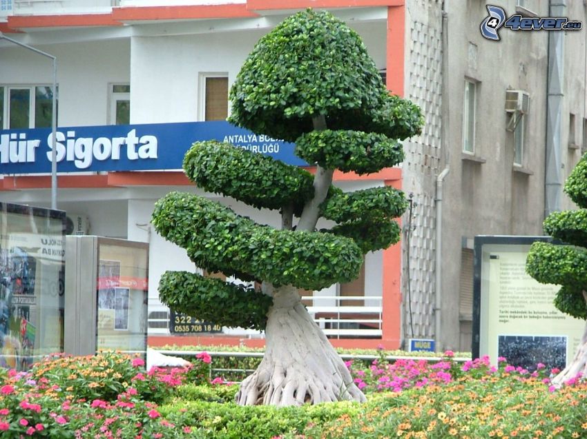 bonsai, square, deciduous tree