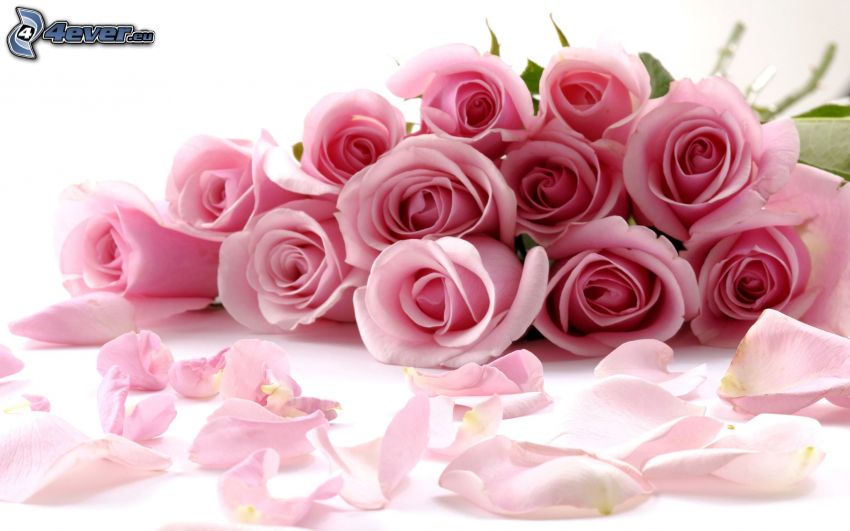 bouquet of roses, pink roses, rose petals