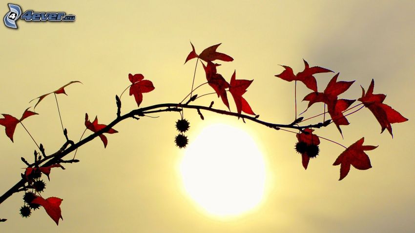 branch, sun