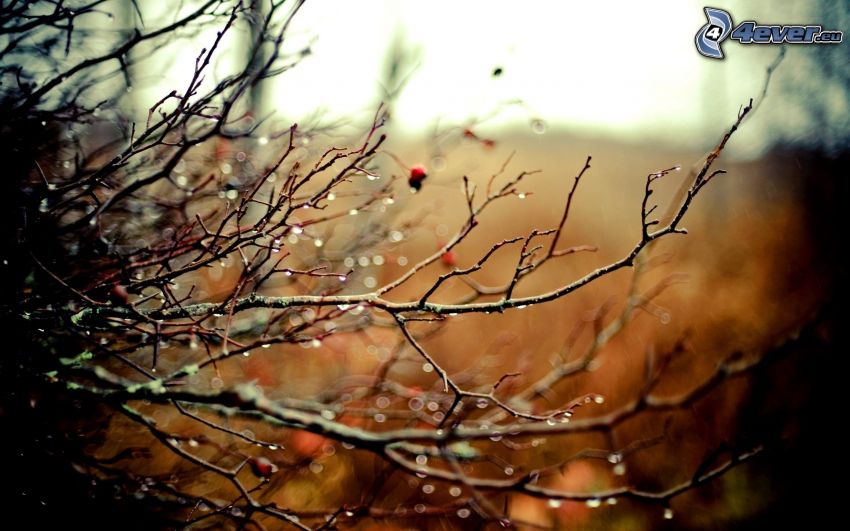 branches, dew