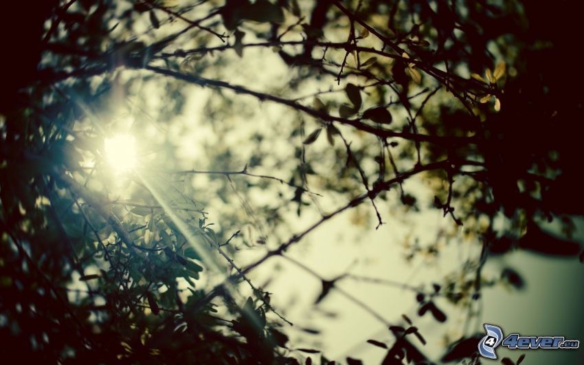 branches, sun